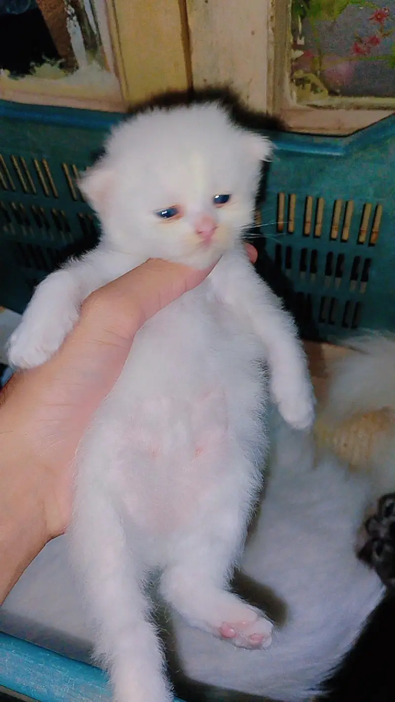 beautiful Persian kitten — photo 4