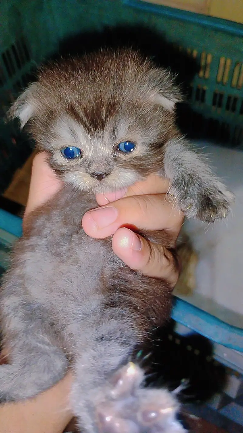 beautiful Persian kitten — photo 5