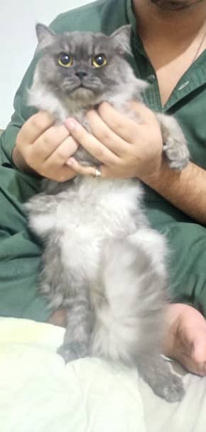 Smoky Grey Persian Cat for Sale | Double Coat