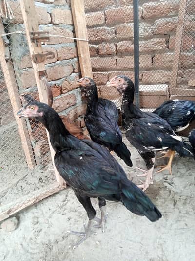 Black Aseel Par pees 3000 ka