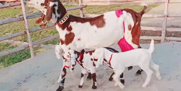 3 Bacchon Ka Sath Desi Bakri For Sale _03259597057