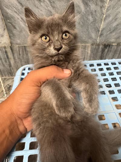 persian