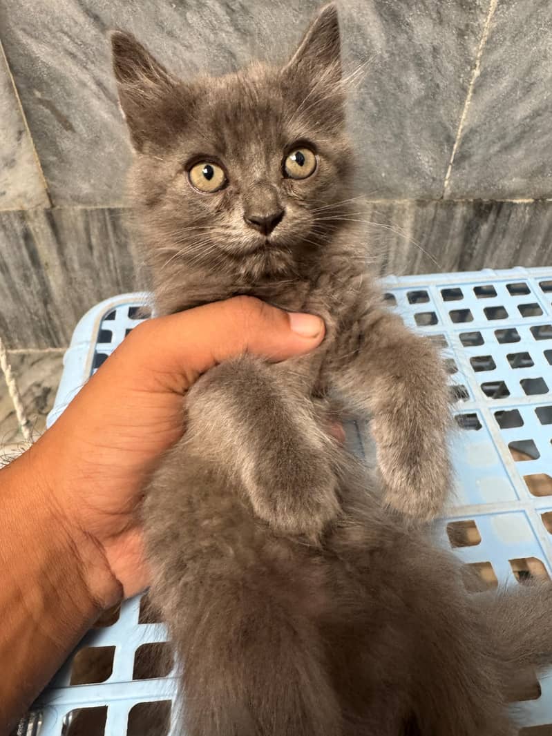 persian 0