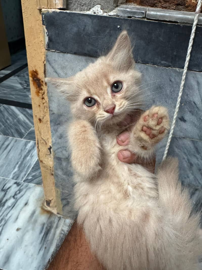 persian 1