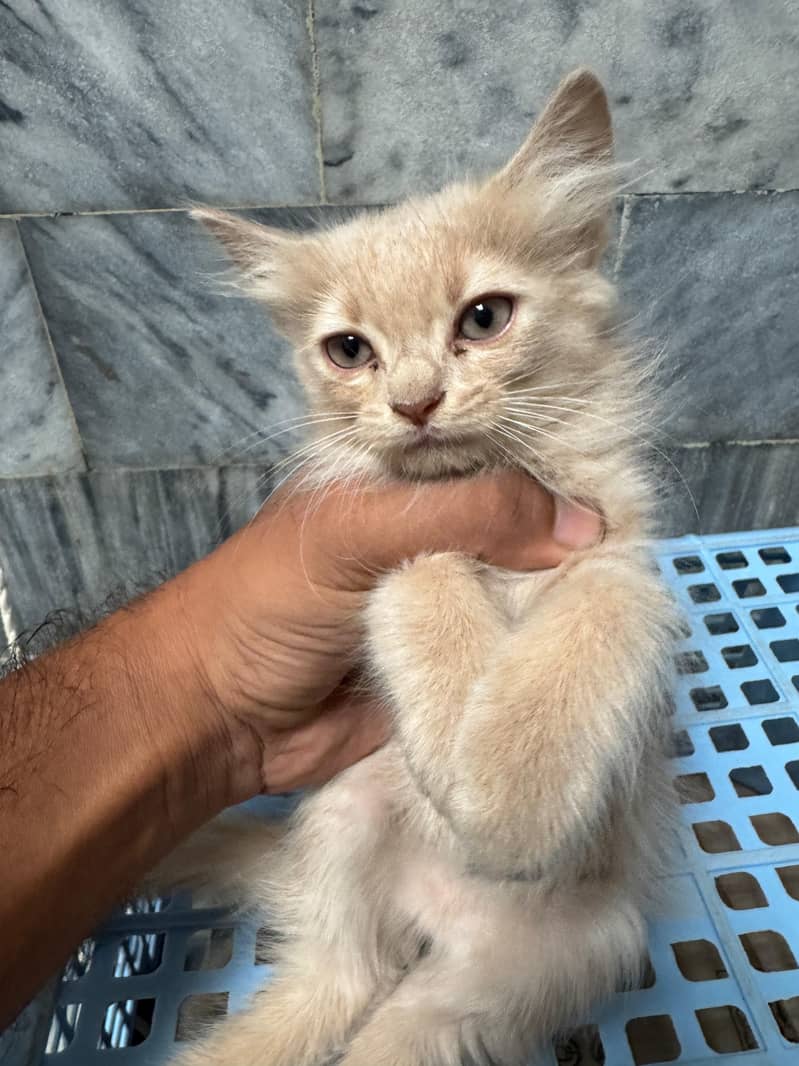 persian 2