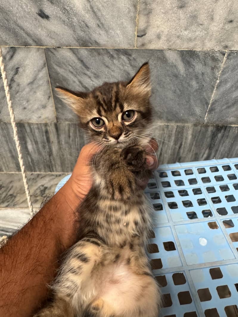 persian 3