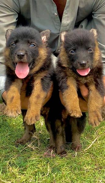 German shepherd long cout pair 55 day for sale active