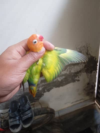 Green/Opline/dilute//palefellow Male only 1000