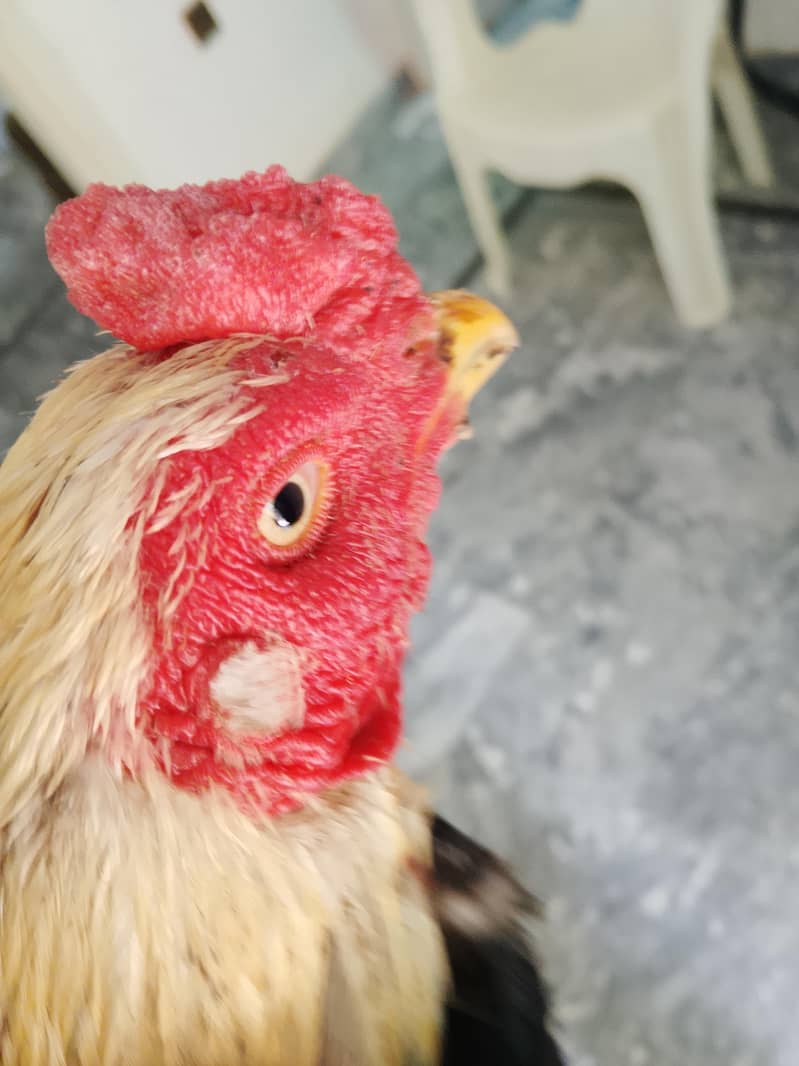 asael murga Java 5