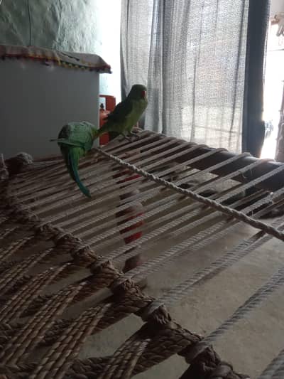 green parrots