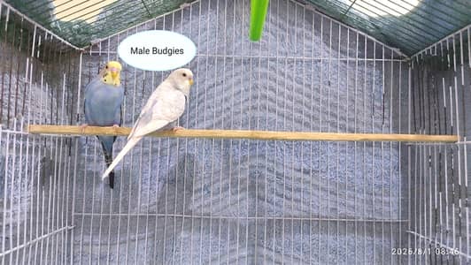 Australian Parrots (Budgies) for Sale.
