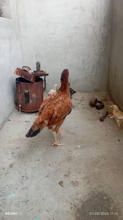 Pure Aseel Thai Murgi With 5 Healthy Chicks (1 Month)