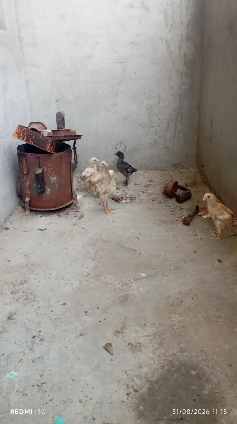 Pure Aseel Thai Murgi With 5 Healthy Chicks (1 Month) — photo 2