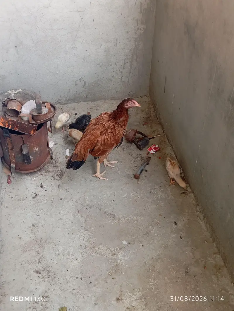 Pure Aseel Thai Murgi With 5 Healthy Chicks (1 Month) — photo 3