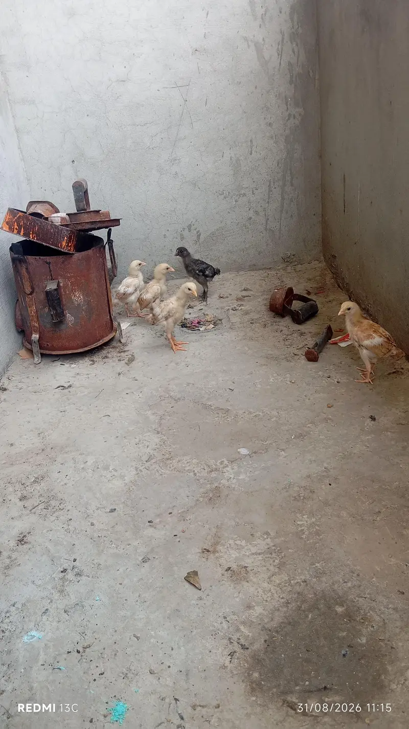 Pure Aseel Thai Murgi With 5 Healthy Chicks (1 Month) — photo 4