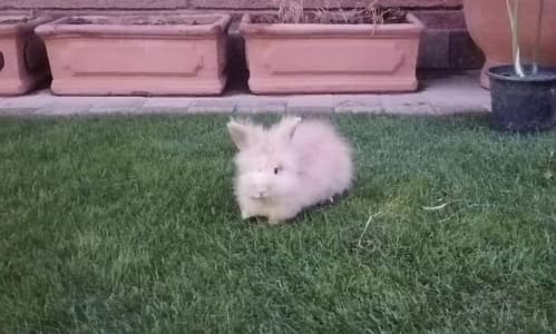 teddy bear male