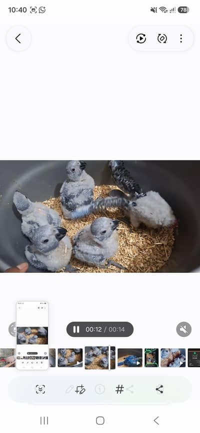 African grey chicks price one chikic