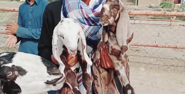 Desi Bakri Our 2 Bacchon ka sath For Sale _ 03170252632