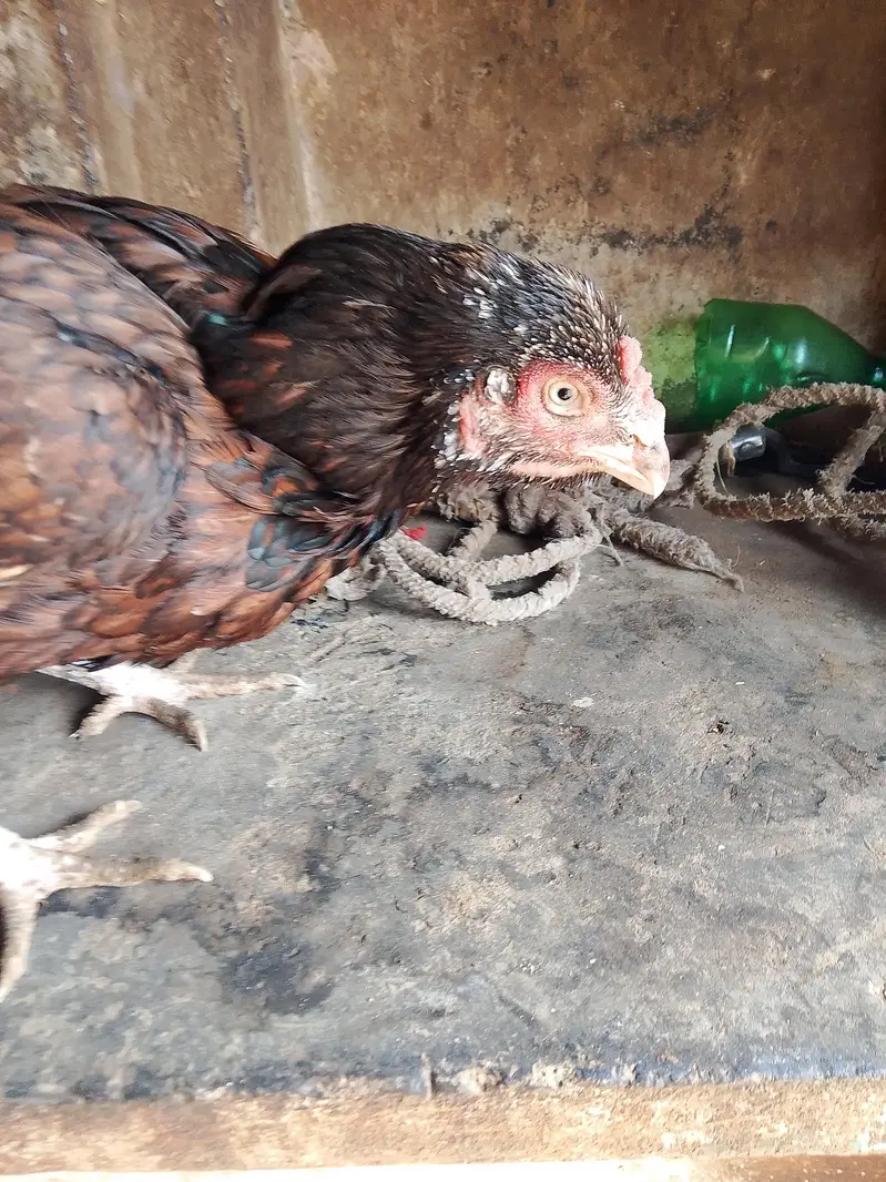 best hens — photo 2