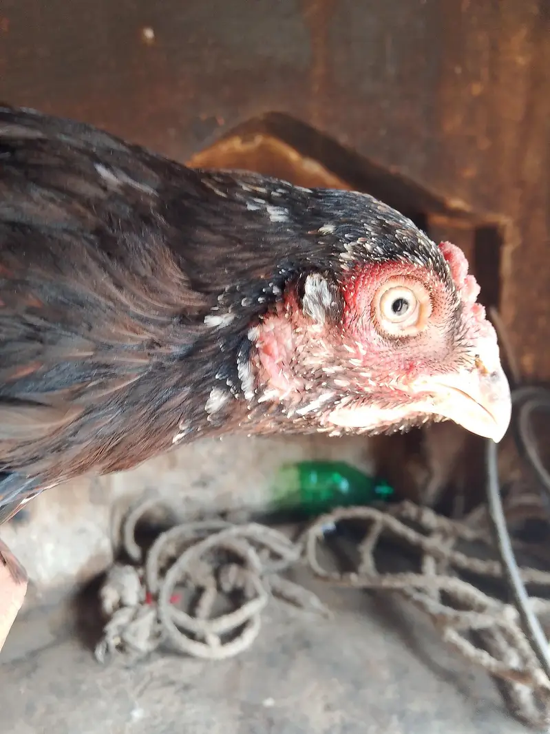 best hens — photo 3