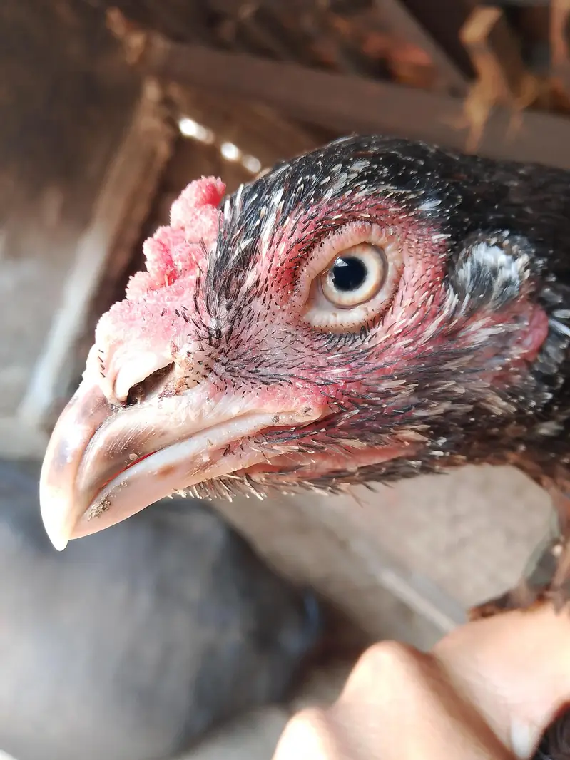 best hens — photo 4