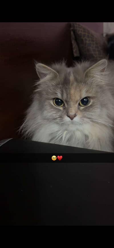 Persian cat for sale