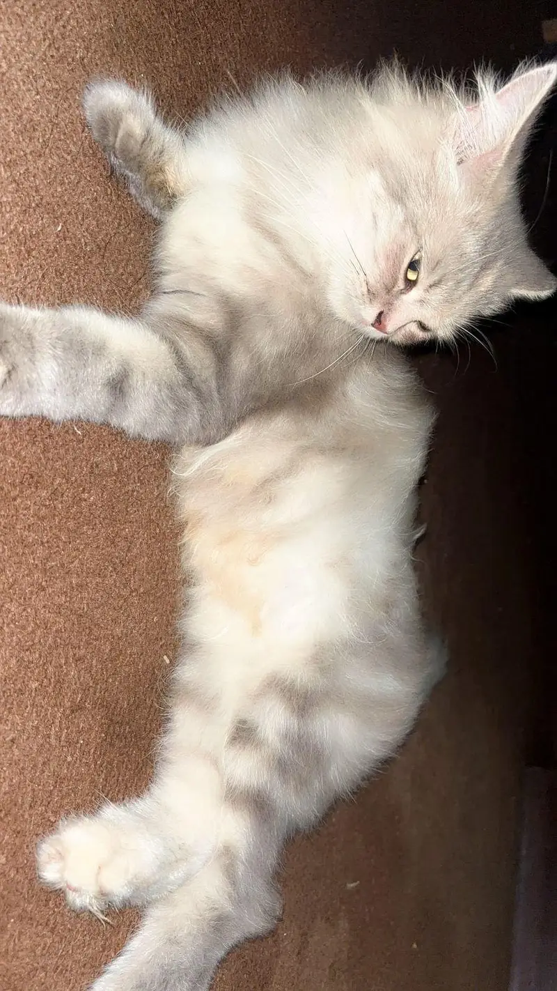 Persian cat for sale — photo 2
