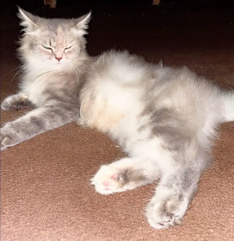 Persian cat for sale — photo 3
