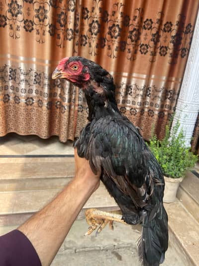 Pure Aseel Female Hen for Sale | Healthy & Beautiful