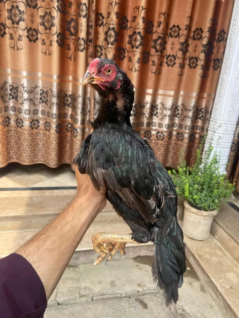 Pure Aseel Female Hen for Sale | Healthy & Beautiful — photo 2