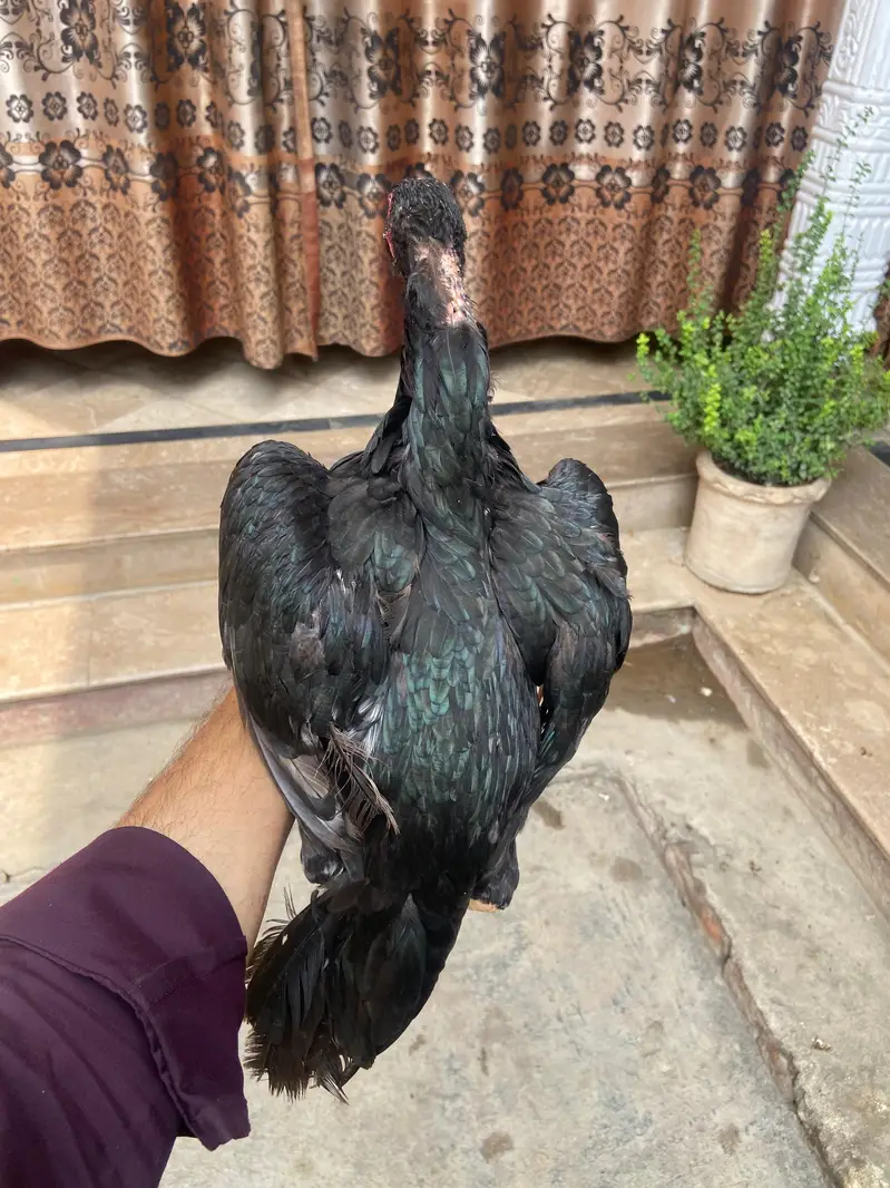 Pure Aseel Female Hen for Sale | Healthy & Beautiful — photo 3