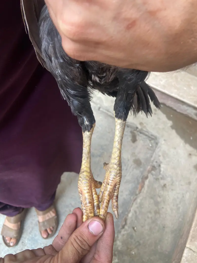 Pure Aseel Female Hen for Sale | Healthy & Beautiful — photo 4