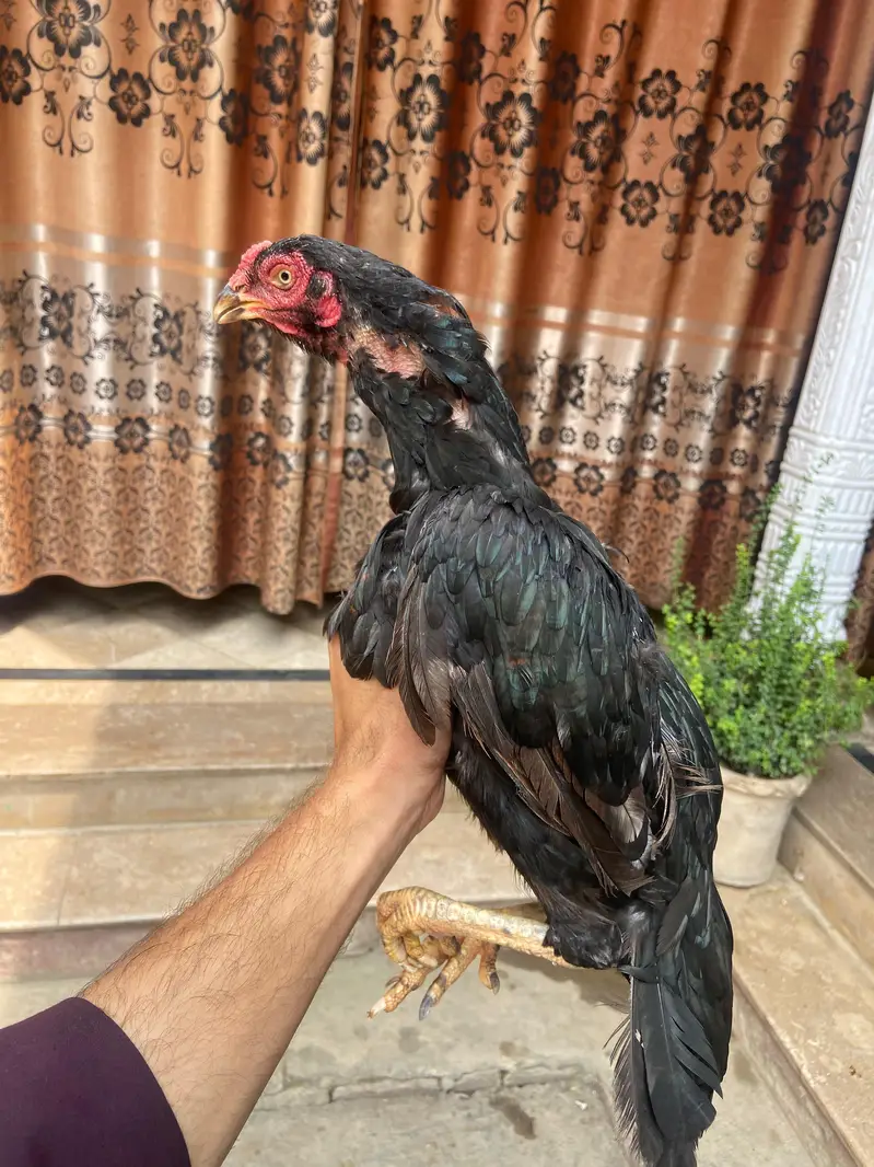 Pure Aseel Female Hen for Sale | Healthy & Beautiful — photo 5