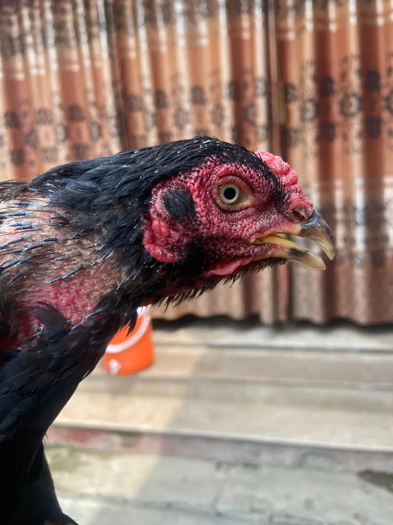 Pure Aseel Female Hen for Sale | Healthy & Beautiful — photo 6
