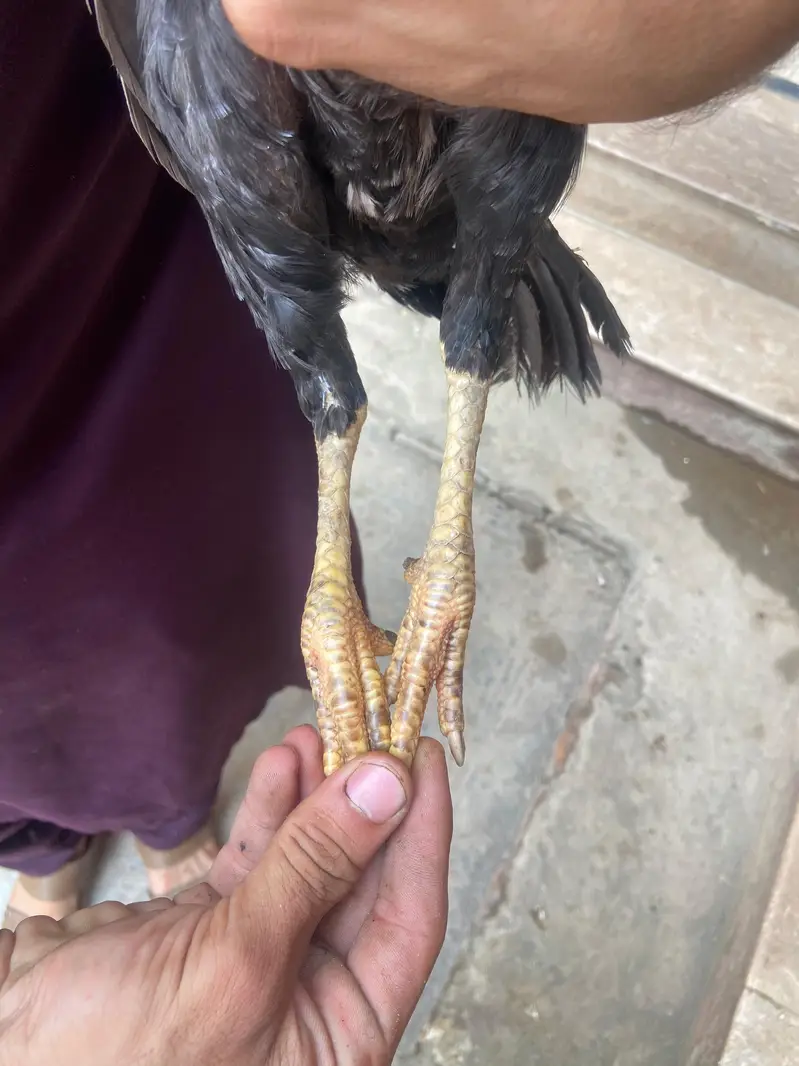 Pure Aseel Female Hen for Sale | Healthy & Beautiful — photo 7