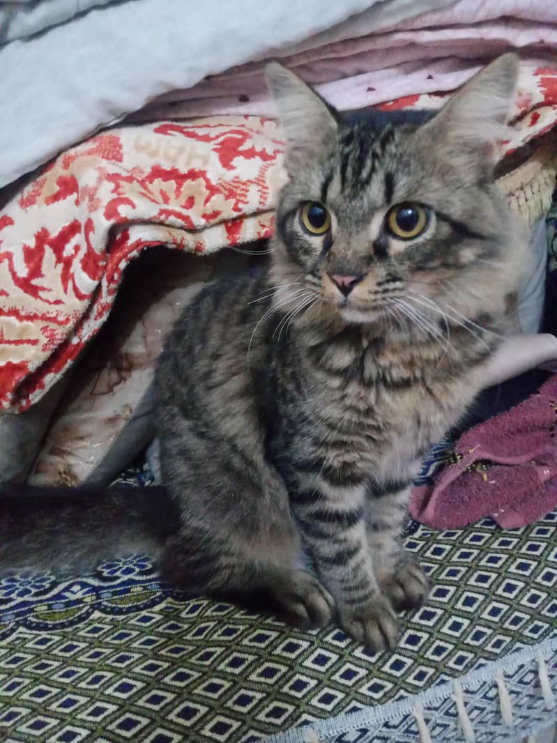 tabby 0