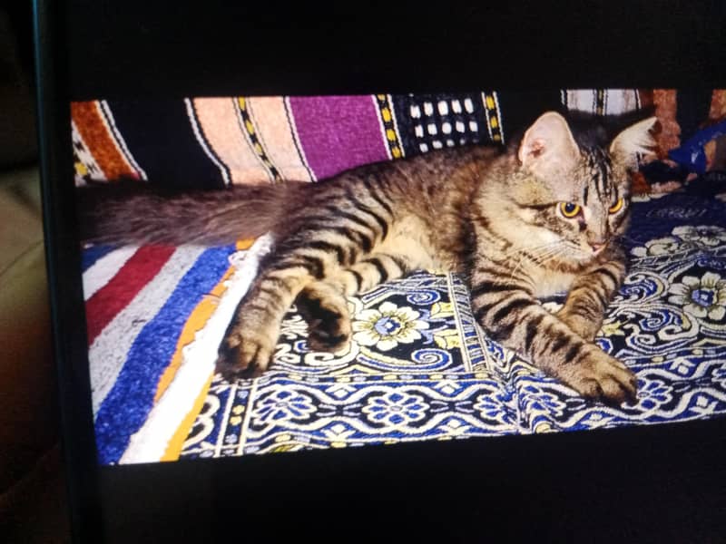 tabby 1