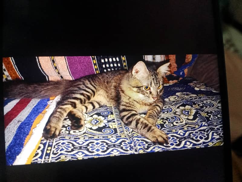 tabby 2