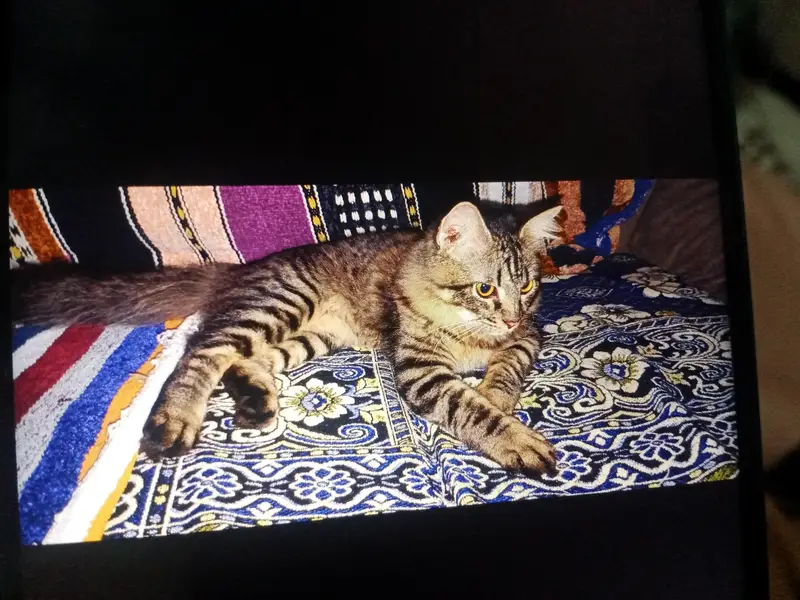 tabby — photo 3