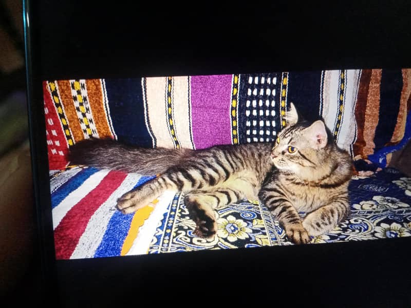 tabby 3