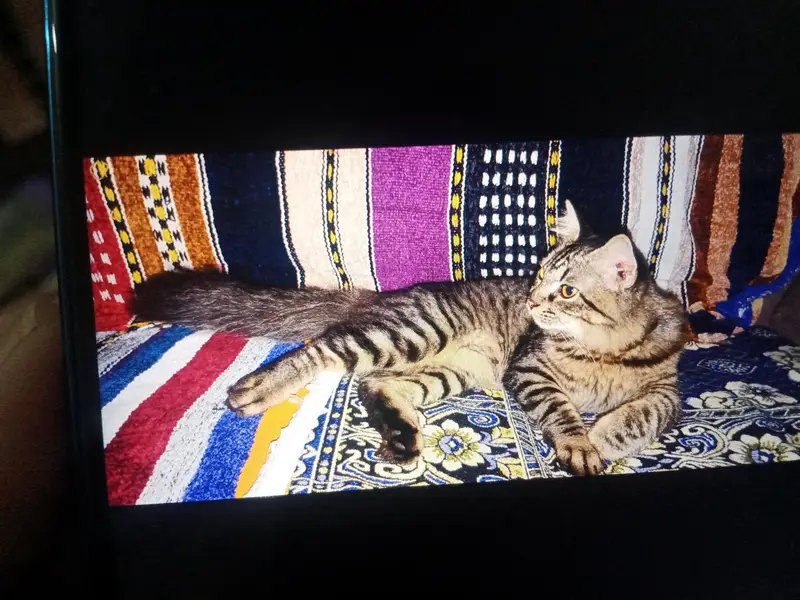 tabby — photo 4