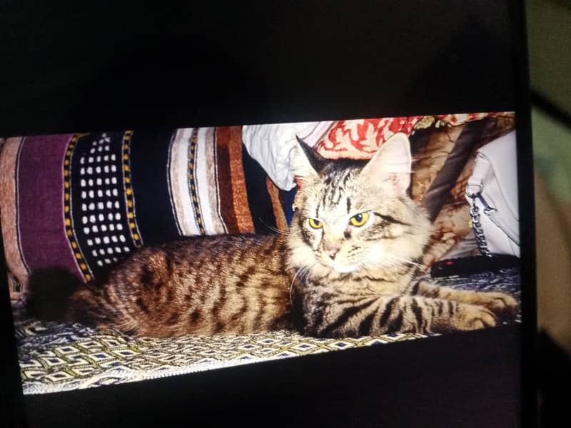 tabby 4