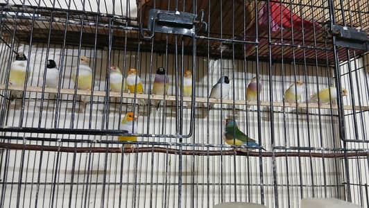 Goldian finches