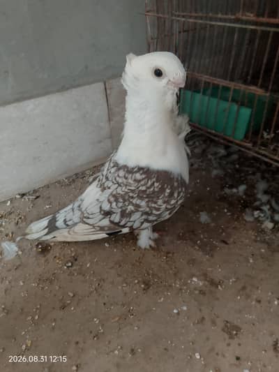 Chocolate cherry breeder male for sale