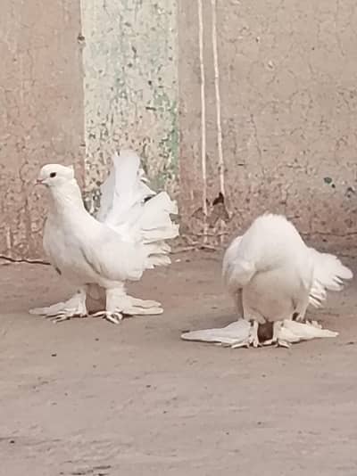 ready to breed