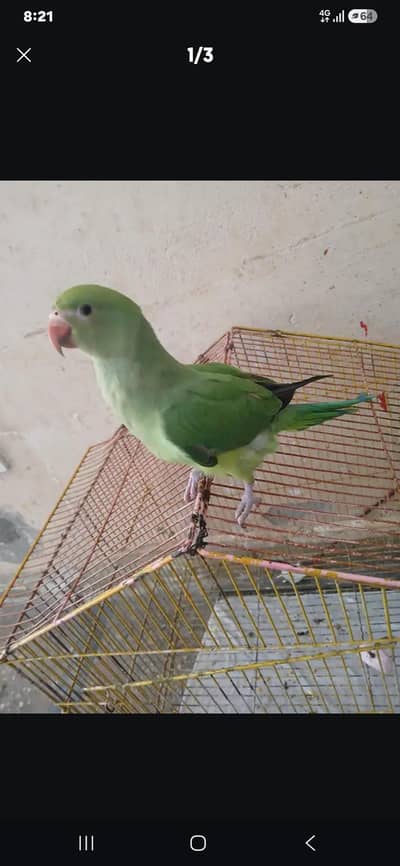 Green parrot