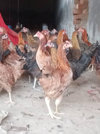 golden misri / desi hens / golden misri pathi / age 4 month / 900 gram