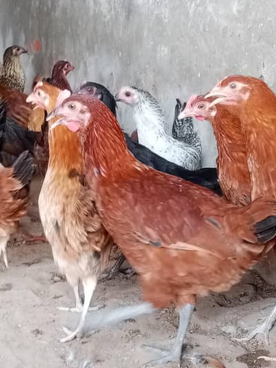 golden misri / desi hens / golden misri pathi / age 4 month / 900 gram