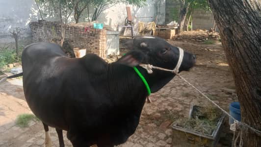 bull nice