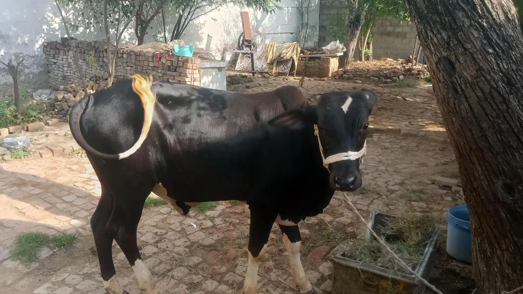 bull nice — photo 2